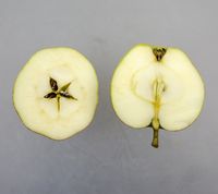 Pigeon Jerusalem æble